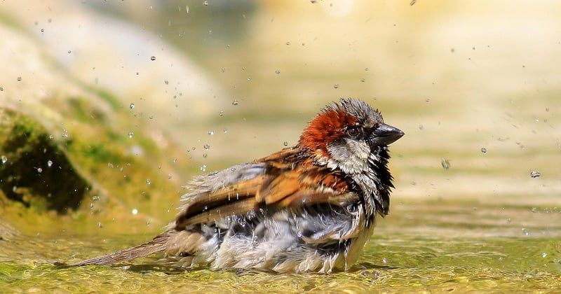 Remplacement de mitigeur de douche : le guide complet pour une installation réussie